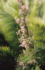 Female flower head